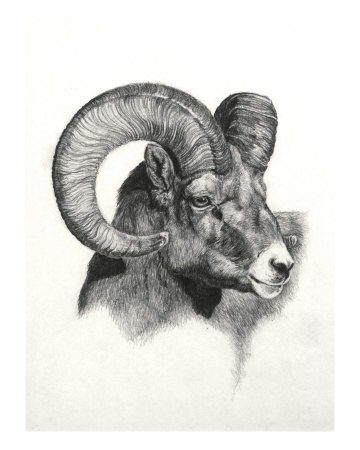 Ram Giclee Print Ram Giclee Print