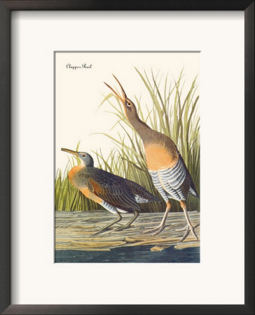 Clapper Rail Framed Print Clapper Rail Framed Print