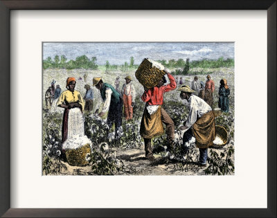 slaves picking cotton. Slaves Picking Cotton