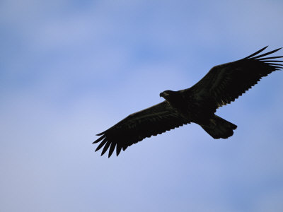 golden eagle in flight. Silhouetted Golden Eagle in Flight over Adak Island Photographic Print