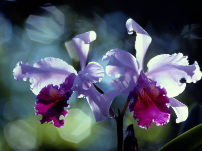 Orchids Stretched Canvas Print
