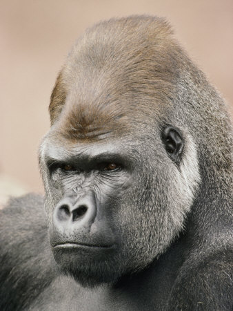 A Portrait of a Western Lowland Gorilla Stretched Canvas Print