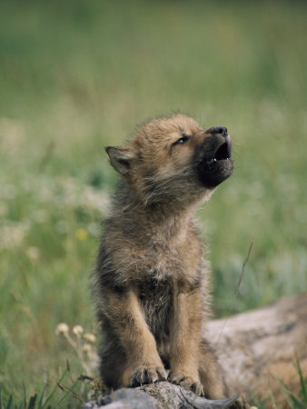 black anime wolf pup. A Wolf Pup Sits up to Howl