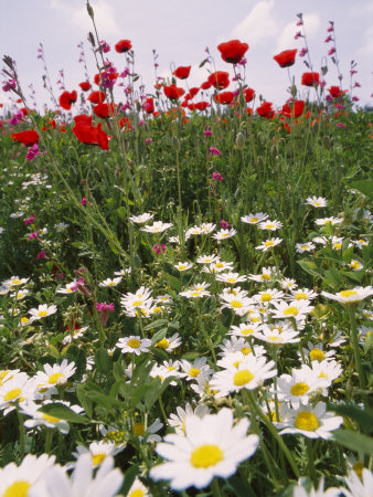 richard-nowitz-wildflower-farming-on-a-kibbutz-in-springtime.jpg