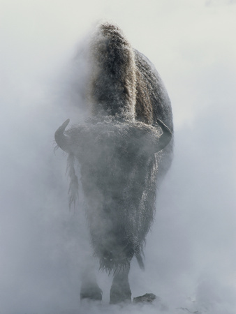 Ghostly Bison in Steam During Winter, Yellowstone National Park Stretched Canvas Print