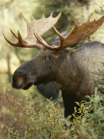 Portrait of a Moose in Denali National Park Stretched Canvas Print