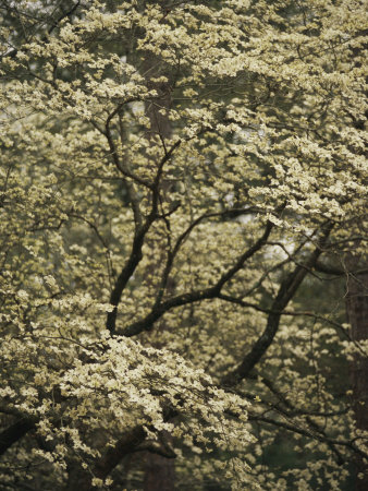 White+flowering+dogwood+tree+facts