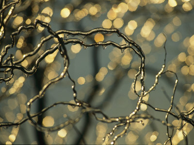 Frozen Twigs of a Corkscrew Willow Sparkle in the Sunlight Stretched Canvas Print
