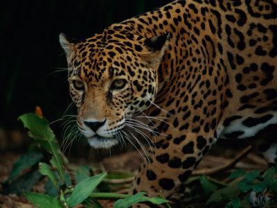 A Portrait of a Leopard (Panthera Pardus) Stretched Canvas Print