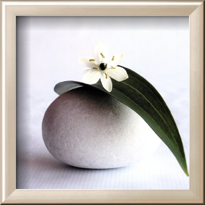 Flower and Pebble Framed Print Flower and Pebble Framed Print