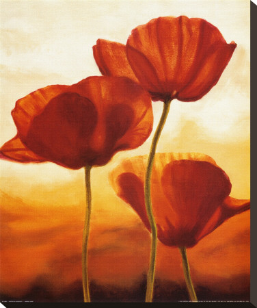 Poppies in Sunlight I Stretched Canvas Print Poppies in Sunlight I Stretched Canvas Print