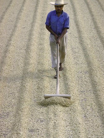 Worker Using Hoe Like Device to Turn Coffee Beans Drying in the Sun at La Retana Plantation Stretched Canvas Print