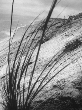 Dunes in the Cape Cod National Park Stretched Canvas Print