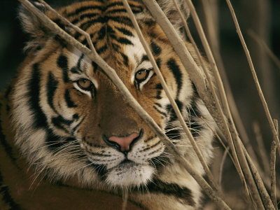 A Captive Tiger Shows a Formidable Expression Stretched Canvas Print