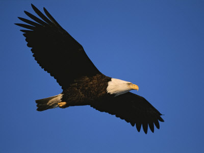 eagle in flight