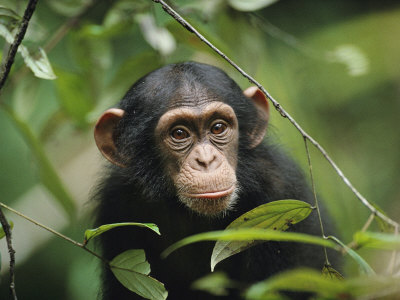 A Young Chimpanzee Peeks Through the Leaves of the Tai Forest Stretched Canvas Print