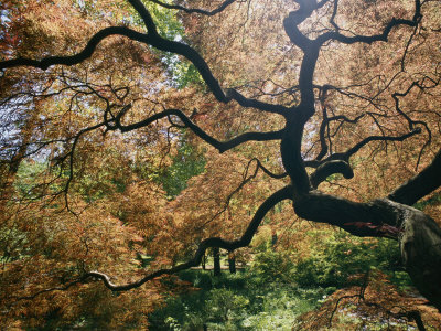 japanese maple tree types. of a Japanese Maple Tree