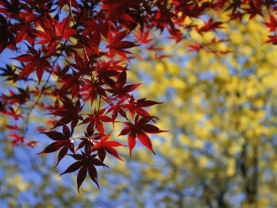 japanese maple. japanese maple leaves.