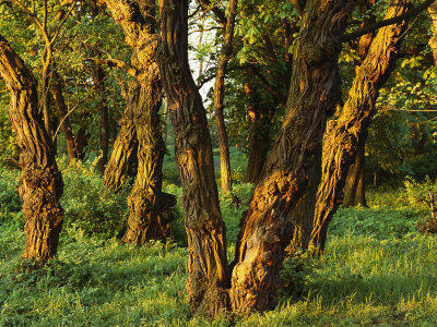 Woodland View of Gnarled Tree Trunks Stretched Canvas Print