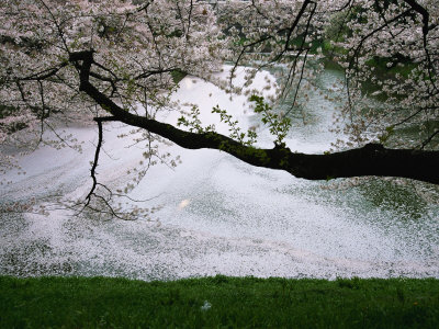 cherry tree blossoming. cherry tree blossom art.