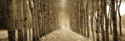 The Shimmering Forest Print The Shimmering Forest Print