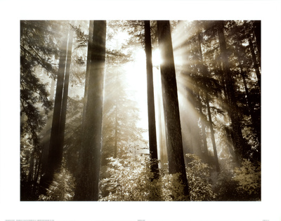 Morning Light Print Morning Light Print