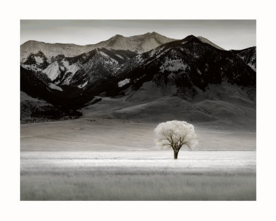 Solitary Tree Print Solitary Tree Print