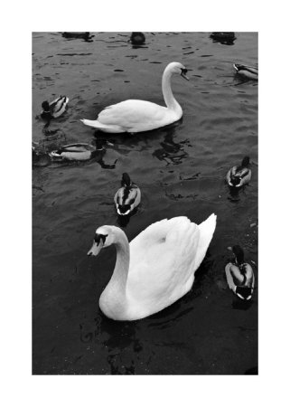 Swans and Ducks Giclee Print Swans and Ducks Giclee Print