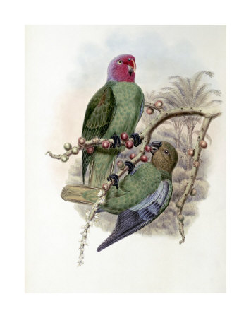 Tenimber Parrot Giclee Print Tenimber Parrot Giclee Print