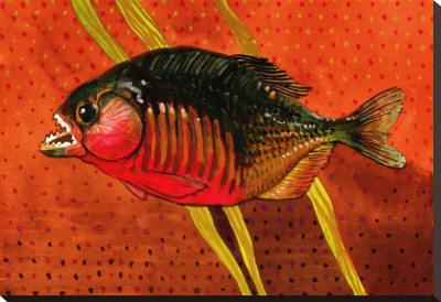 Amazon Piranha Stretched Canvas Print Amazon Piranha Stretched Canvas Print