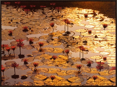 Lotus Pond Framed Canvas Print Lotus Pond Framed Canvas Print