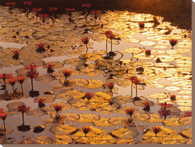 Lotus Pond Stretched Canvas Print Lotus Pond Stretched Canvas Print
