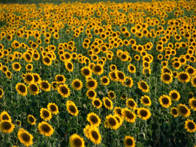 fields of sunflowers