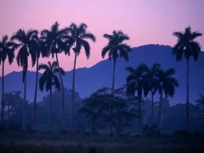 palm trees pictures. Palm Trees at Yumuri Valley at