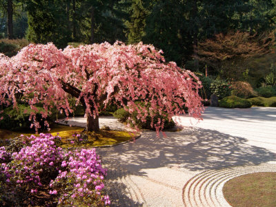 japanese cherry tree pictures. Cherry Tree Blossoms Over Rock