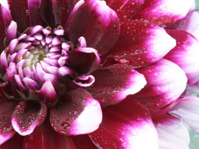 Dahlia Flower with Pedals Radiating Outward, Sammamish, Washington, USA Stretched Canvas Print