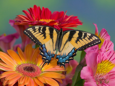 Gerber+daisies+pictures