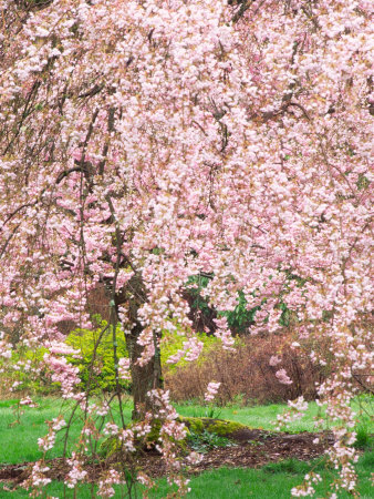 cherry tree blossoming. Flowering Cherry Tree, Seattle