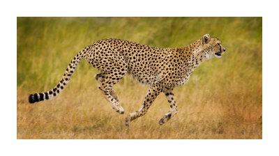 Running Cheetah Giclee Print Running Cheetah Giclee Print