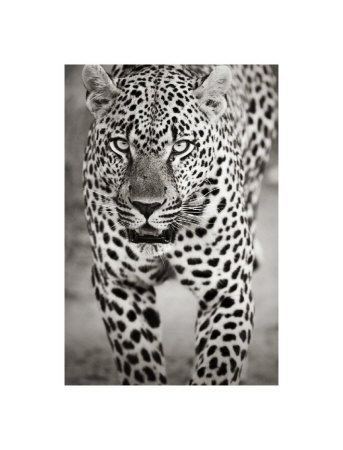 Leopard Portrait Giclee Print Leopard Portrait Giclee Print