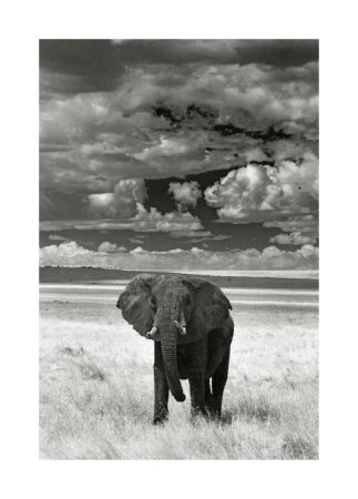 Lone Elephant Giclee Print Lone Elephant Giclee Print