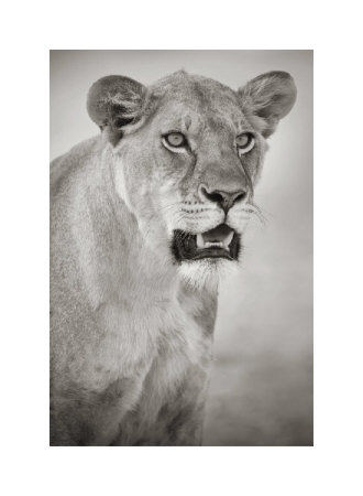 Lioness Portrait Giclee Print Lioness Portrait Giclee Print