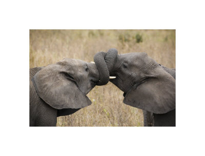 Elephant Hug Giclee Print Elephant Hug Giclee Print
