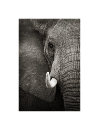 Elephant Portrait Giclee Print Elephant Portrait Giclee Print