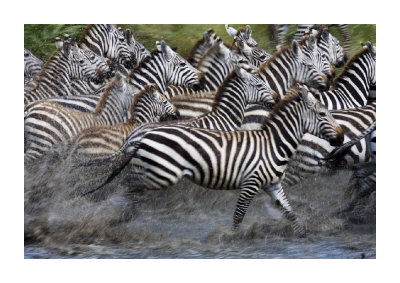 Running Zebras Giclee Print Running Zebras Giclee Print