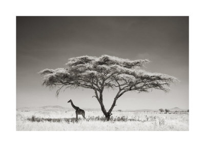Giraffe in the Shade Giclee Print Giraffe in the Shade Giclee Print