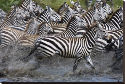 Running Zebras Stretched Canvas Print Running Zebras Stretched Canvas Print