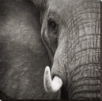 Timeless Africa III Stretched Canvas Print Timeless Africa III Stretched Canvas Print