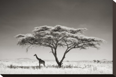 Giraffe in the Shade Stretched Canvas Print Giraffe in the Shade Stretched Canvas Print