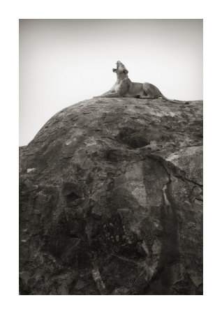 The Lion Queen Giclee Print The Lion Queen Giclee Print